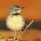 Prinia à plastron