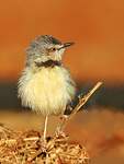 Prinia à plastron