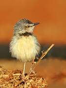 Prinia à plastron