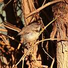 Prinia à plastron
