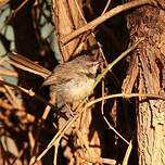 Prinia à plastron