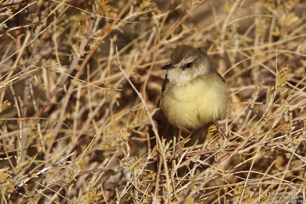 Black-chested Prinia