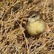 Prinia à plastron