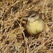 Black-chested Prinia