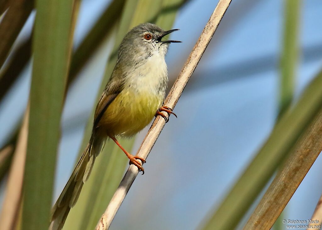 Prinia à ventre jauneadulte