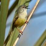 Prinia à ventre jaune