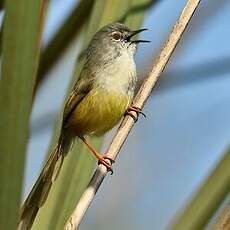 Prinia à ventre jaune