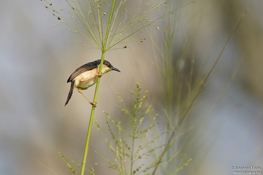 Prinia cendréeadulte