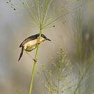 Prinia cendrée