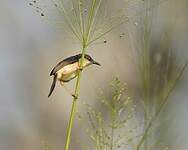 Prinia cendrée