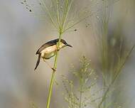 Prinia cendrée