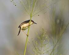 Ashy Prinia