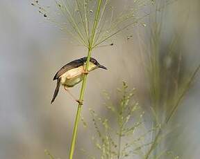 Prinia cendrée