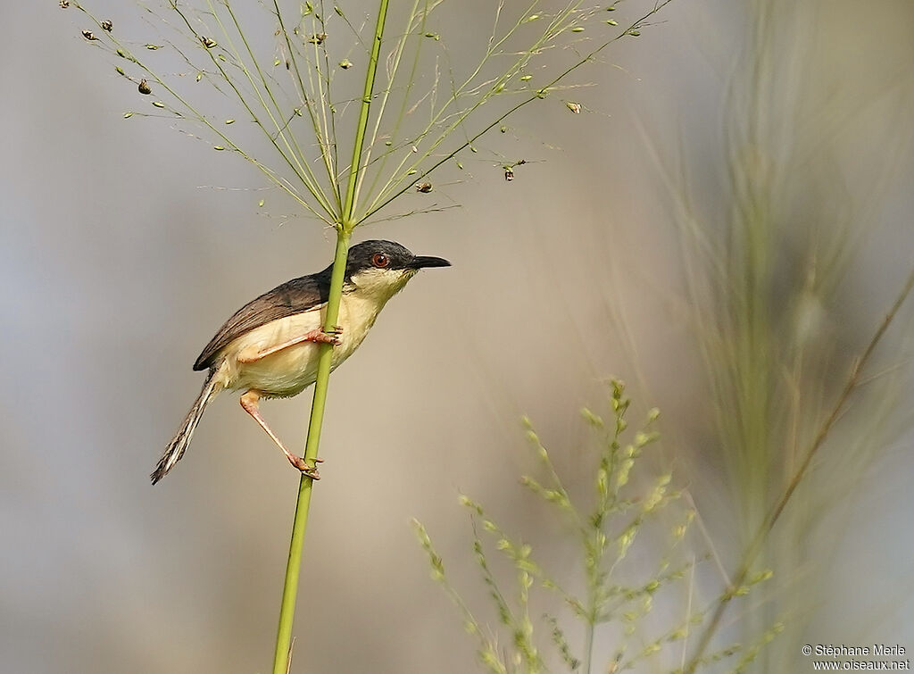 Prinia cendréeadulte