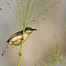 Prinia cendrée