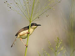 Ashy Prinia