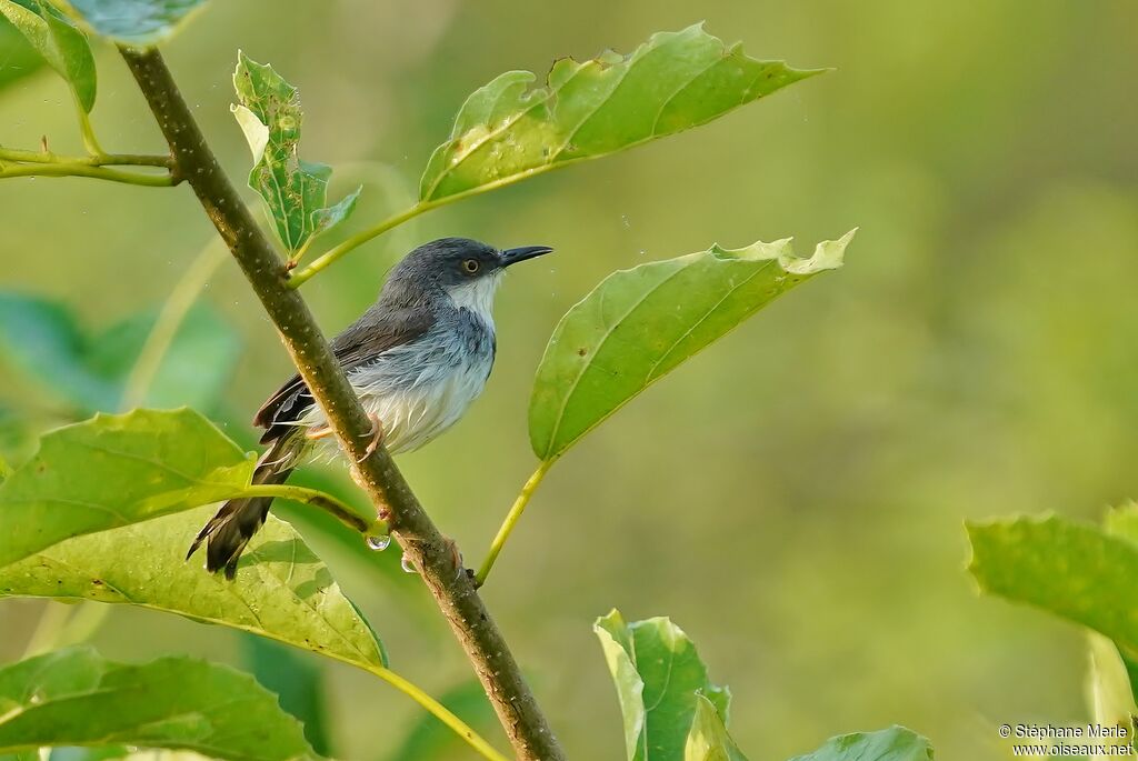 Prinia de Hodgsonadulte