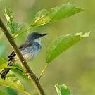 Prinia de Hodgson