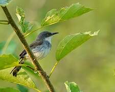 Prinia de Hodgson