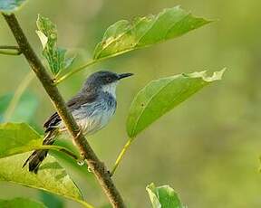 Prinia de Hodgson