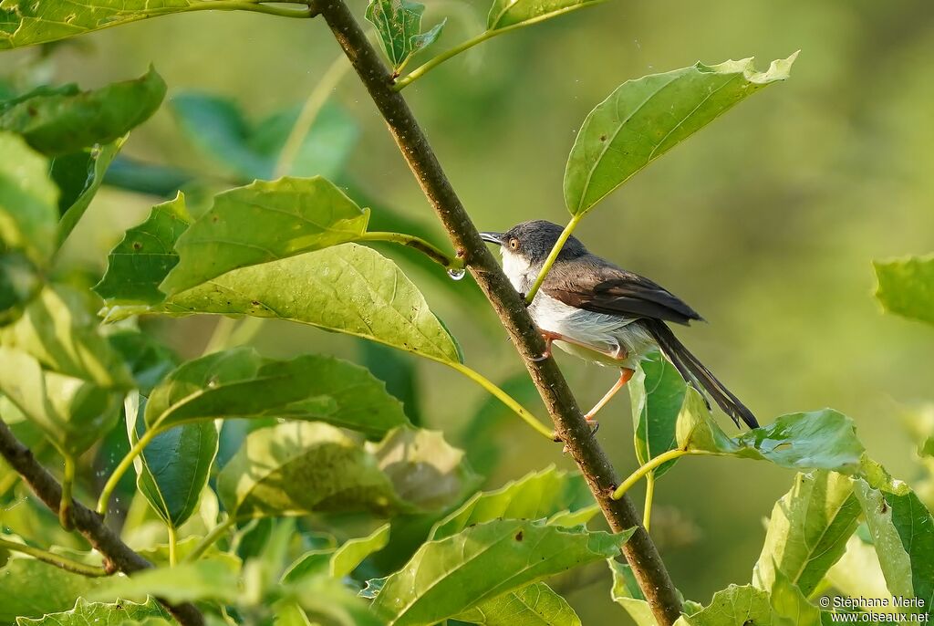 Prinia de Hodgsonadulte