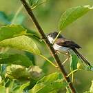 Prinia de Hodgson