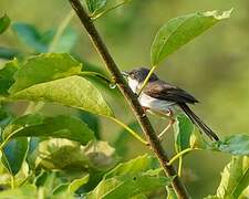 Grey-breasted Prinia