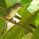 Prinia délicate