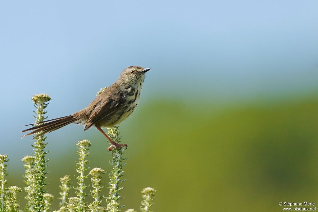 Prinia du Karrooadulte