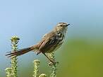 Prinia du Karroo