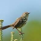 Prinia du Karroo