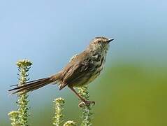 Karoo Prinia