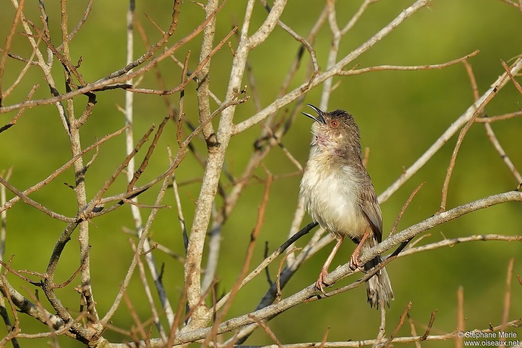 Prinia forestièreadulte