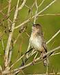 Prinia forestière