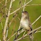 Prinia forestière
