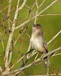 Prinia forestière