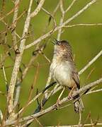 Jungle Prinia