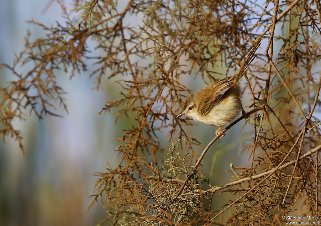 Tawny-flanked Priniaadult