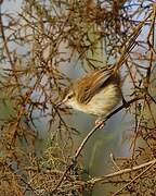 Tawny-flanked Prinia