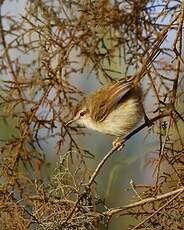 Prinia modeste