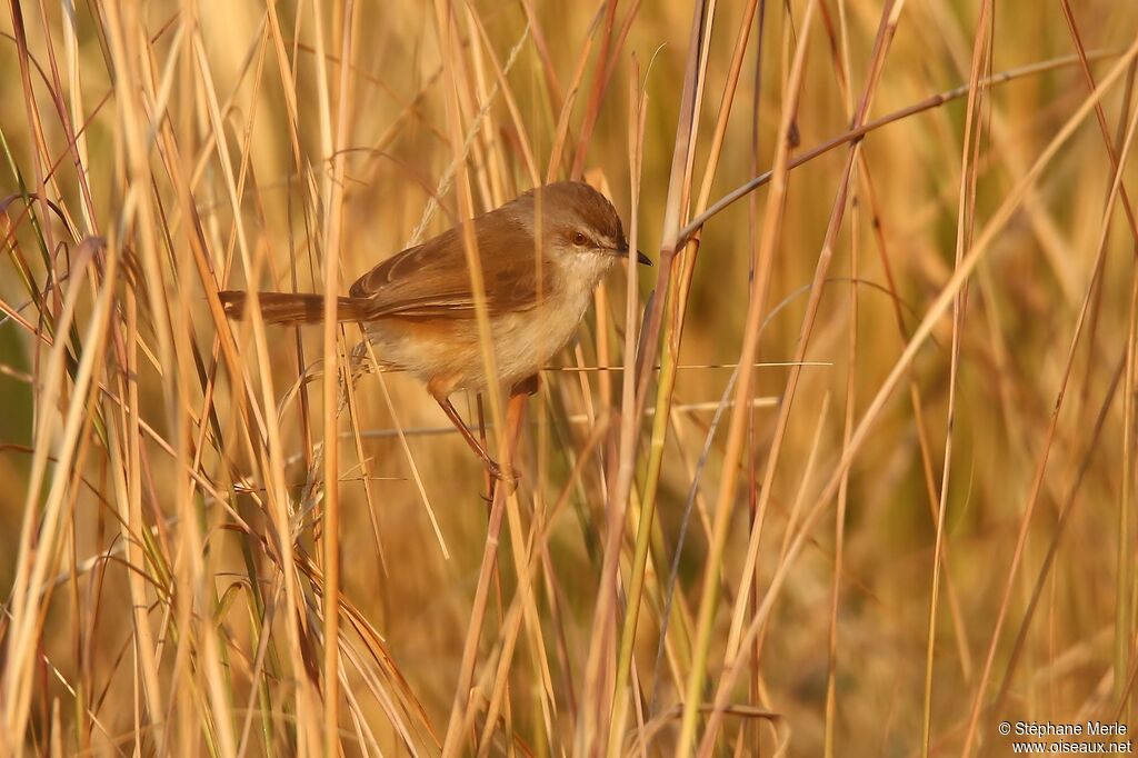 Tawny-flanked Prinia