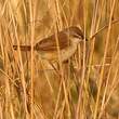 Prinia modeste