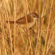 Tawny-flanked Prinia