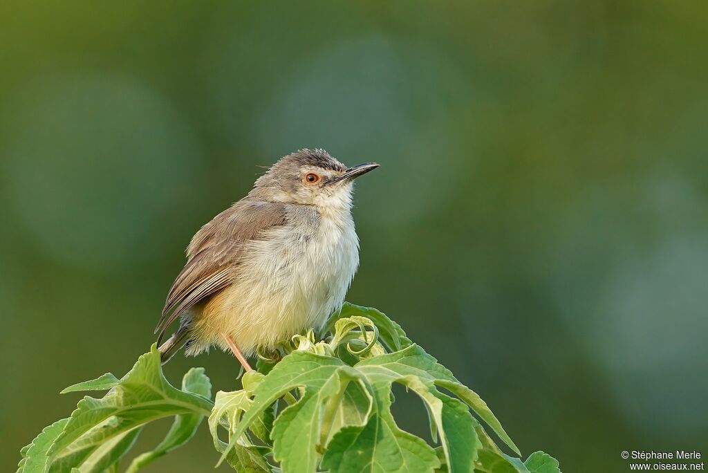 Prinia modesteadulte