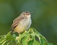 Prinia modeste