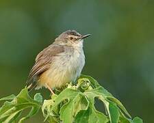 Tawny-flanked Prinia