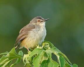 Prinia modeste