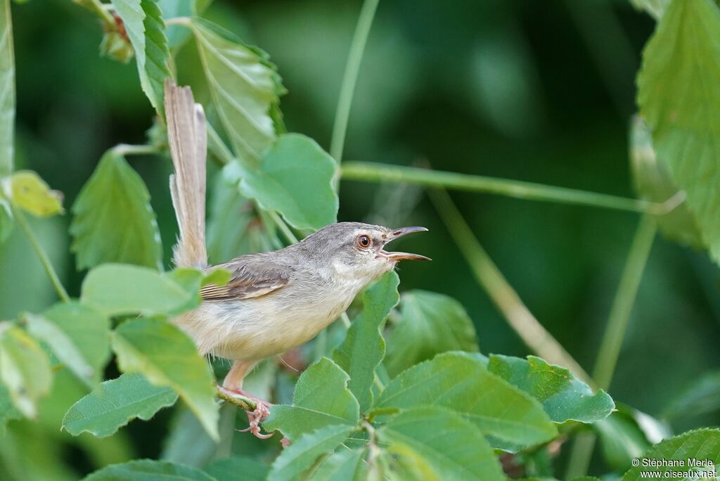 Prinia modeste