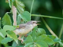 Tawny-flanked Prinia