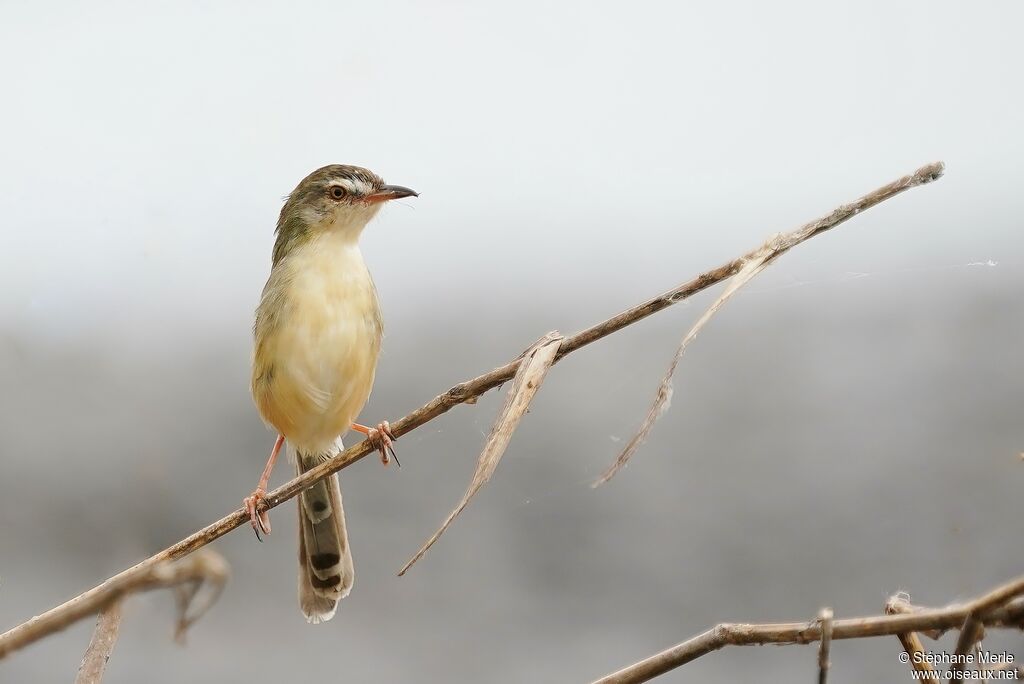 Prinia simple